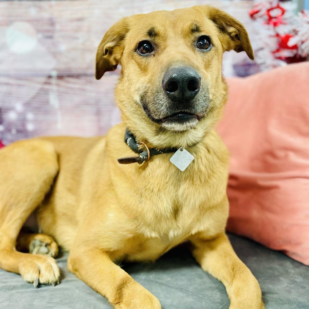 Enlarge Kiko, a Adoptable Shepherd in Lebanon, MO image 3/4