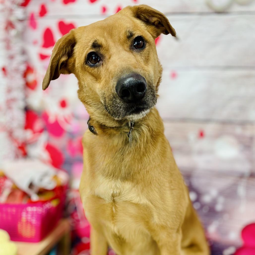 Enlarge Kiko, a Adoptable Shepherd in Lebanon, MO image 4/4