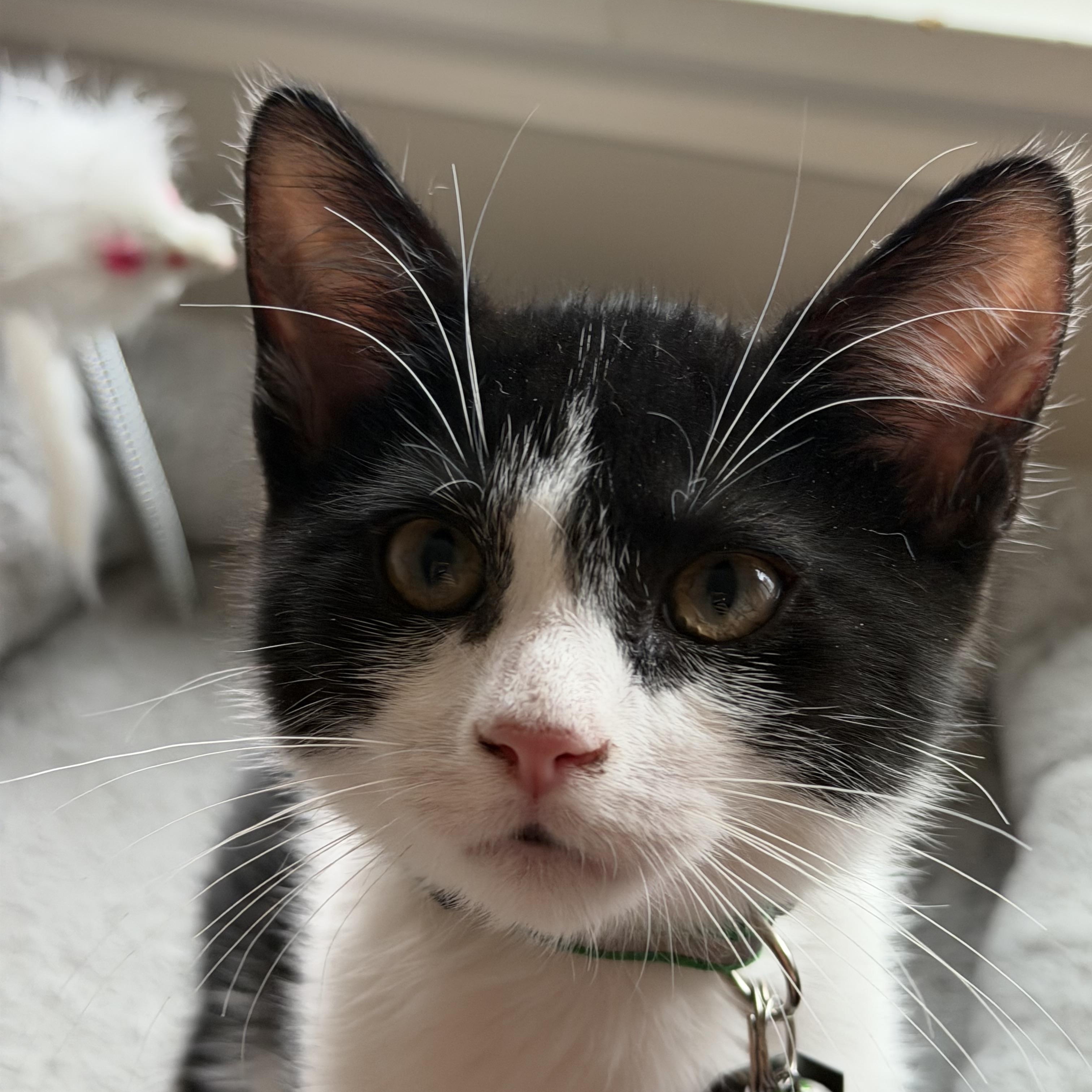 Enlarge Costello, a Adoptable Domestic Short Hair in Salt Lake City, UT image 4/4
