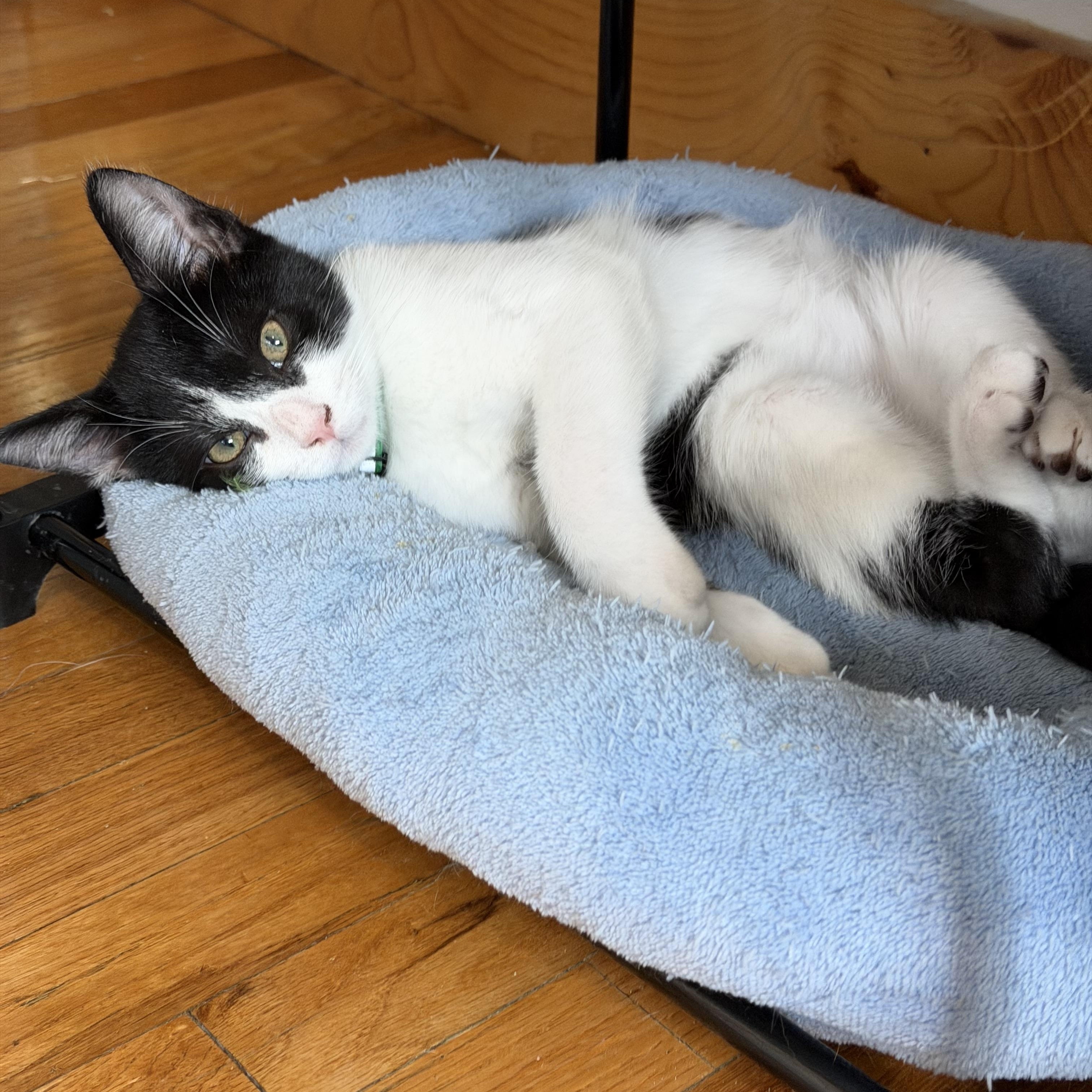 Enlarge Costello, a Adoptable Domestic Short Hair in Salt Lake City, UT image 3/4