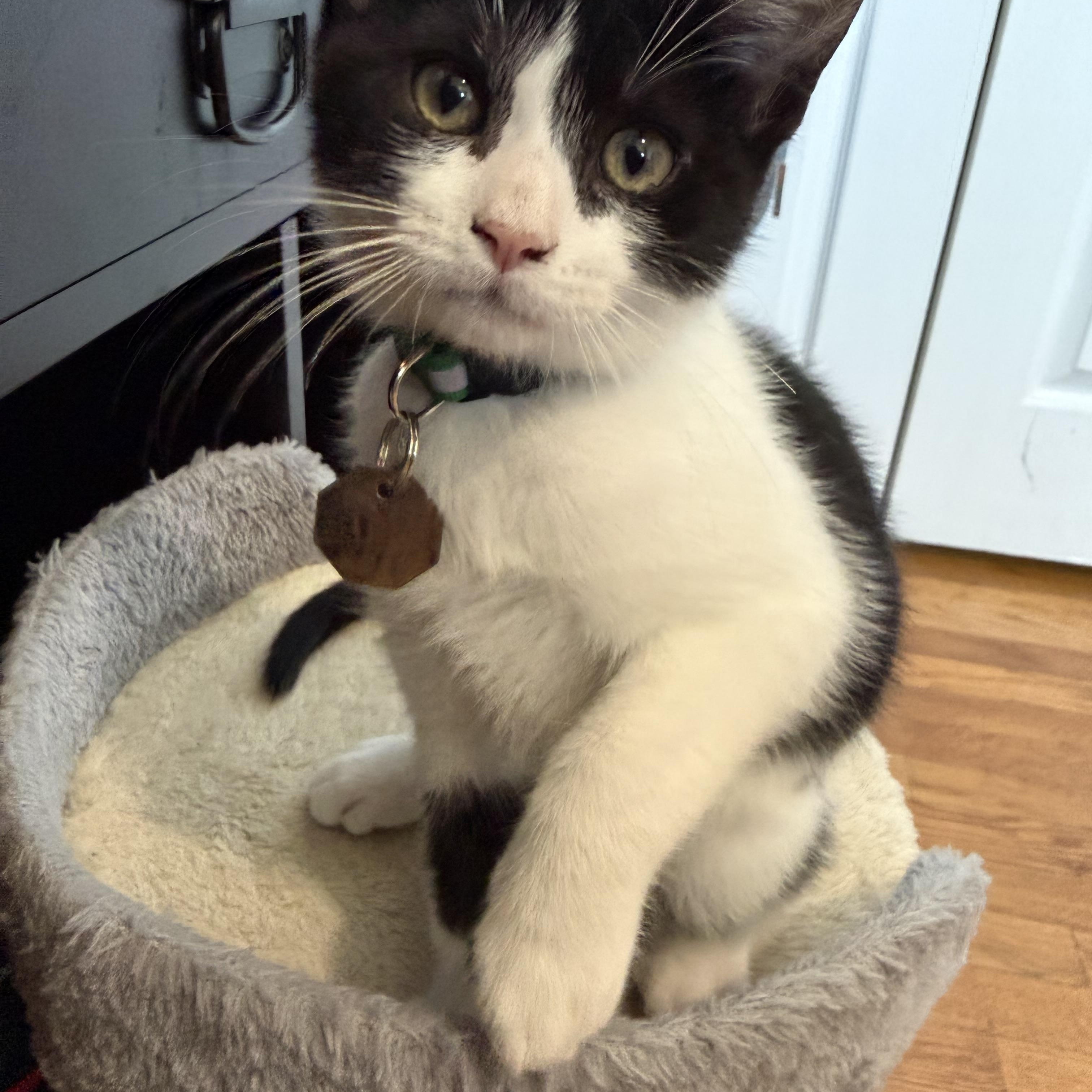 Enlarge Costello, a Adoptable Domestic Short Hair in Salt Lake City, UT image 2/4