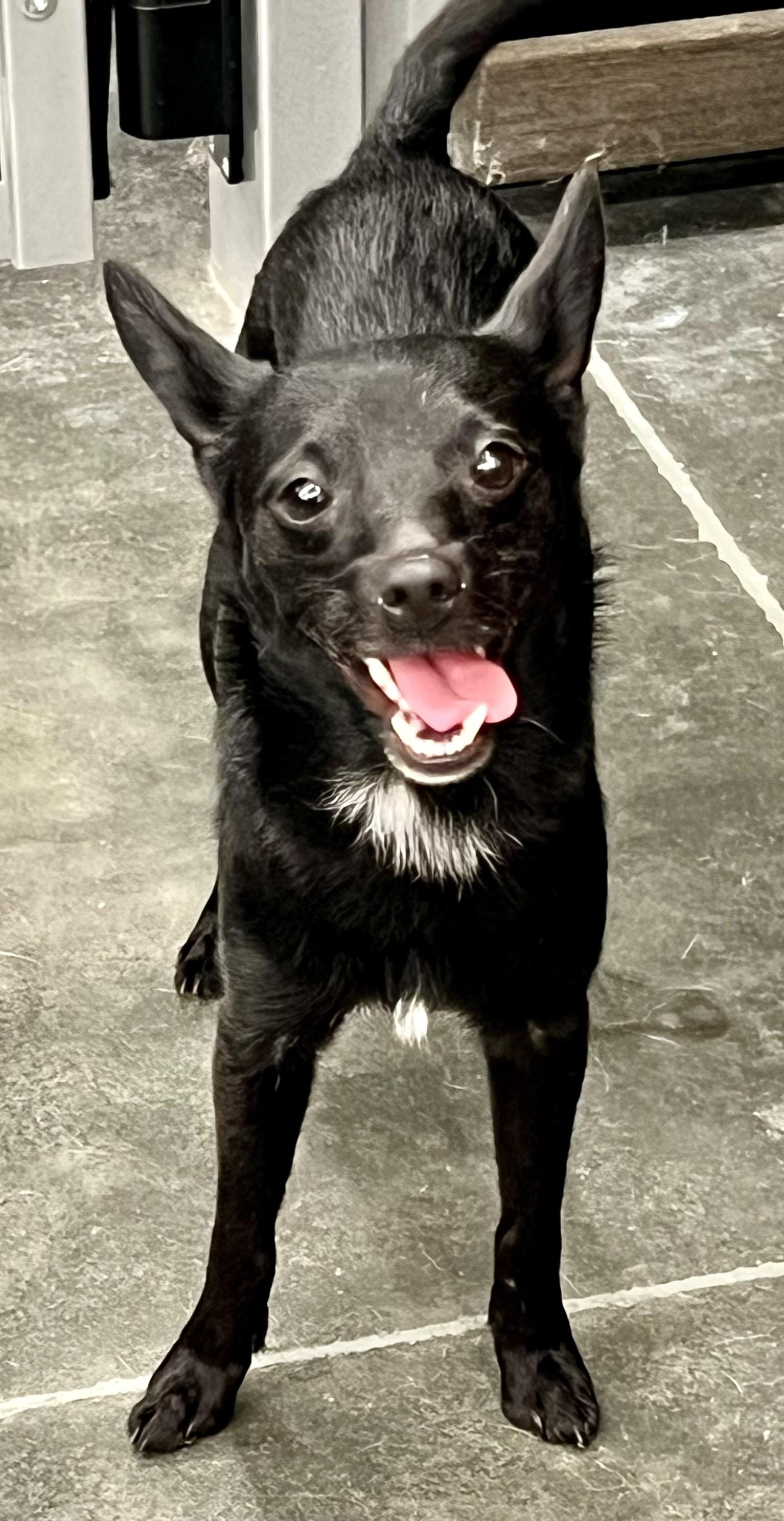 Midnight thumbnail 5