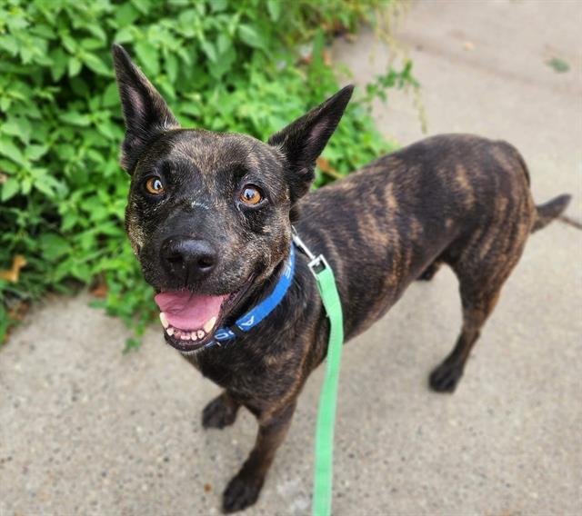 SASSY, Adoptable, Adult Female Pit Bull Terrier & Mixed Breed.
