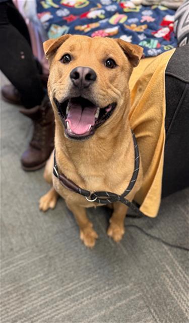 BENITO, Adoptable, Adult Male Pit Bull Terrier & Shar-Pei.