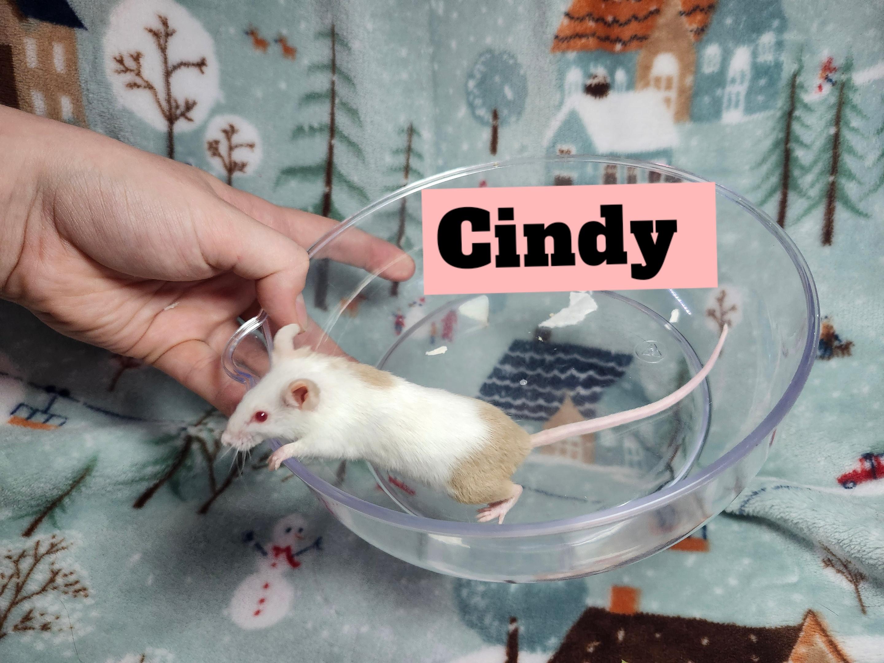 Cindy & Clara, an adopted Mouse in West Chester, OH image 1/2