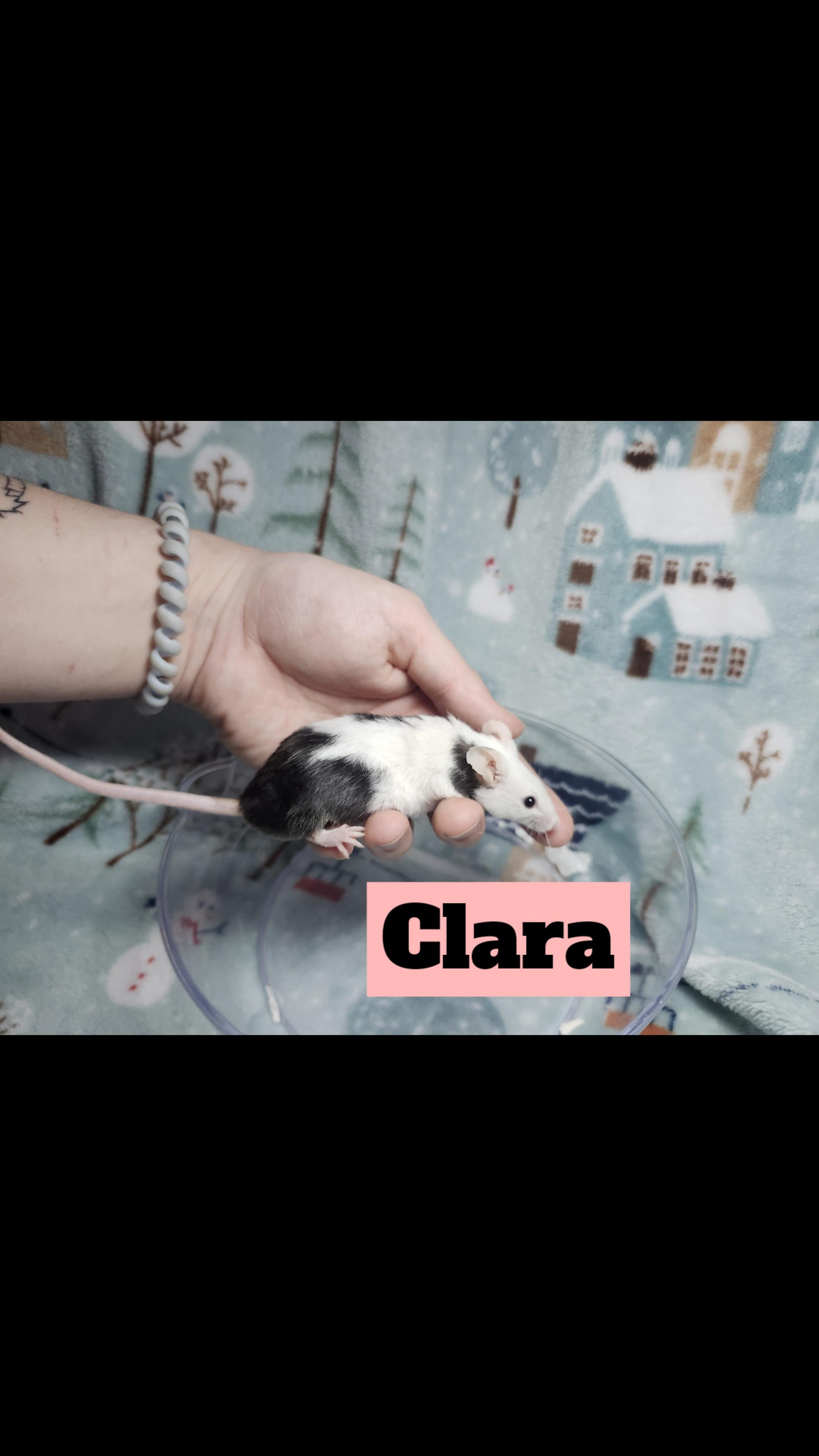 Cindy & Clara, an adopted Mouse in West Chester, OH image 2/2