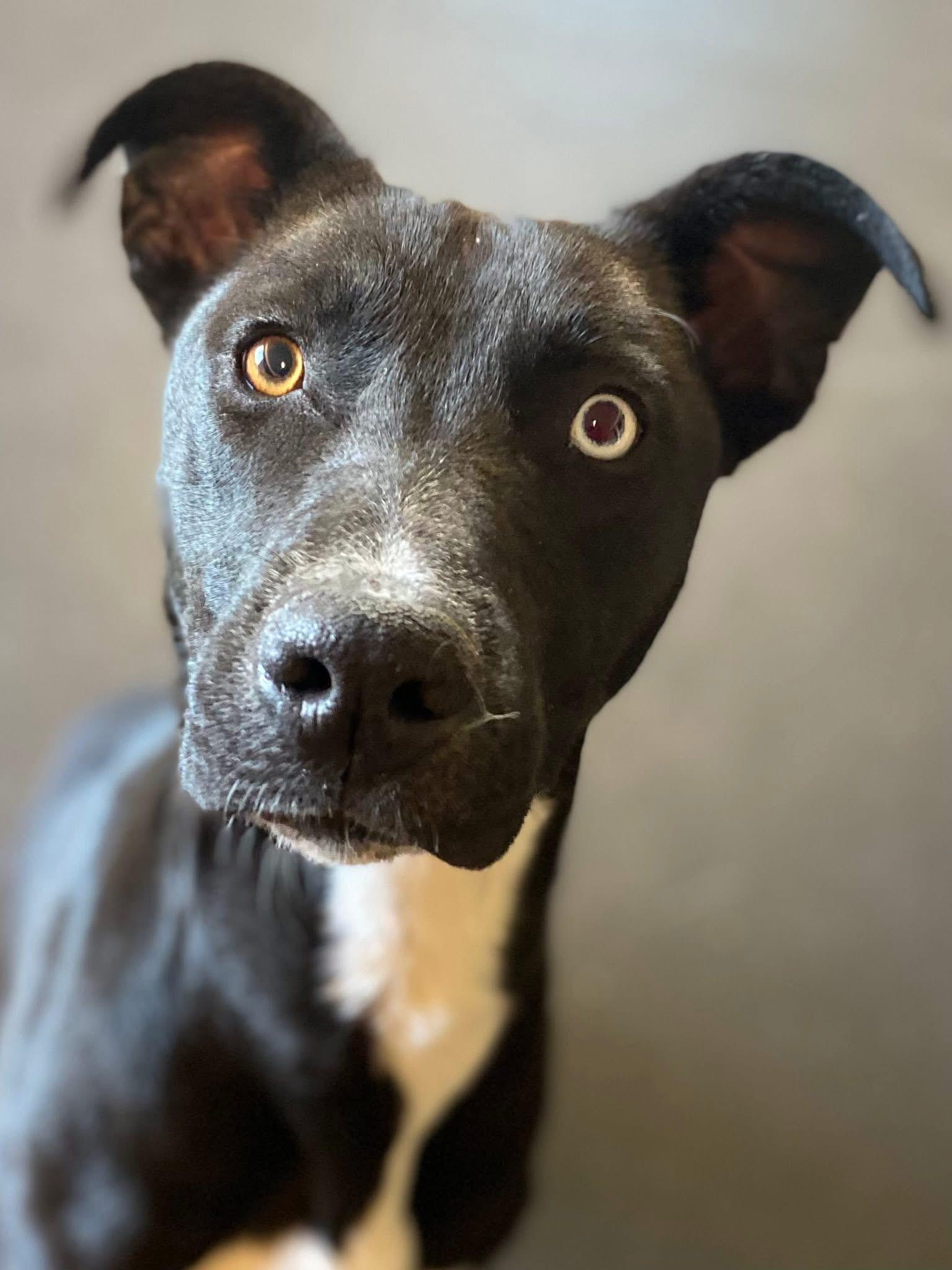 Pearl, a Adoptable mixed breed in Maryville, TN image 1/6