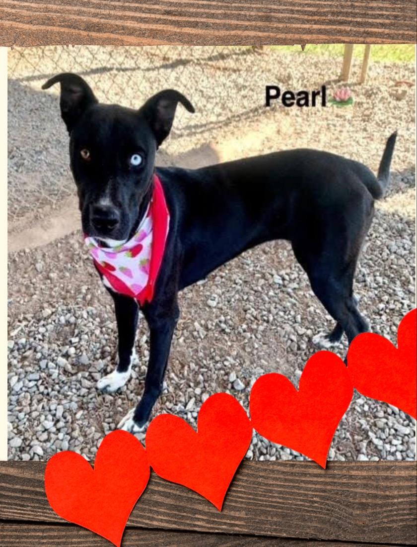 Pearl, Adoptable, Young Female Pit Bull Terrier & Great Pyrenees.