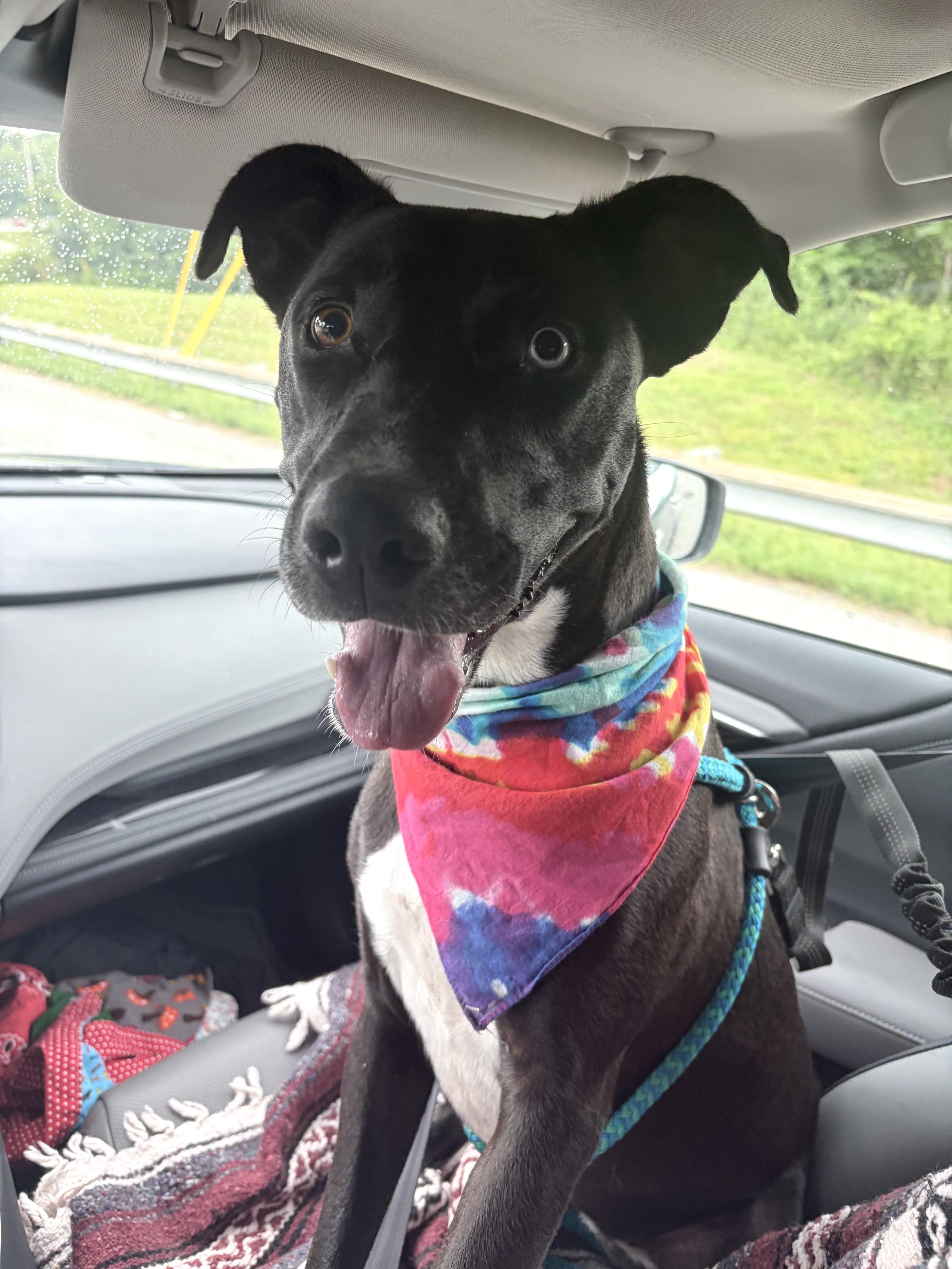 Pearl, a Adoptable mixed breed in Maryville, TN image 6/6