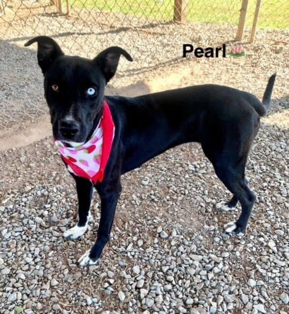 Pearl, Adoptable, Young Female Pit Bull Terrier & Great Pyrenees.