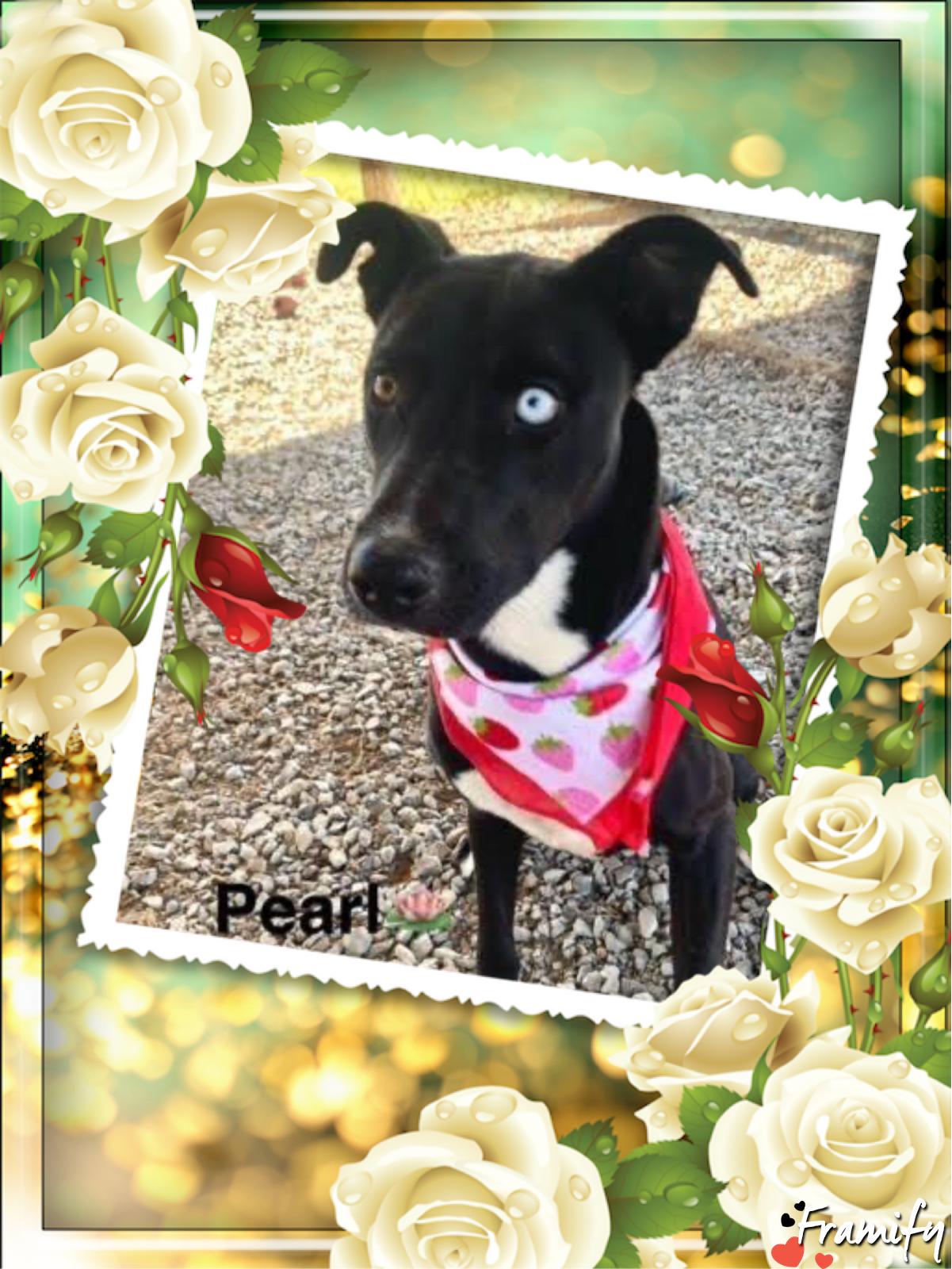 Pearl, a Adoptable mixed breed in Maryville, TN image 4/6