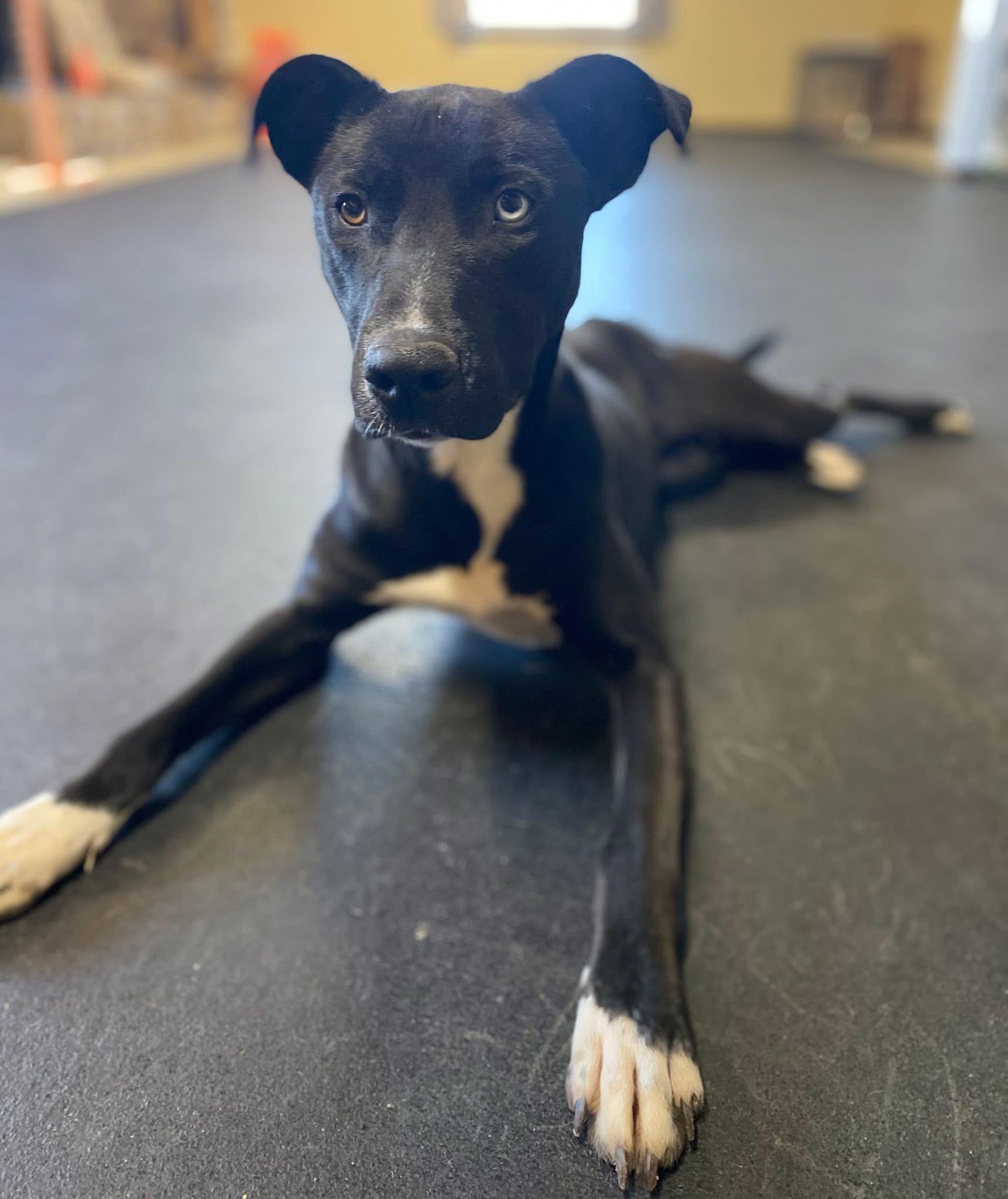 Pearl, Adoptable, Adult Female Pit Bull Terrier & Great Pyrenees.