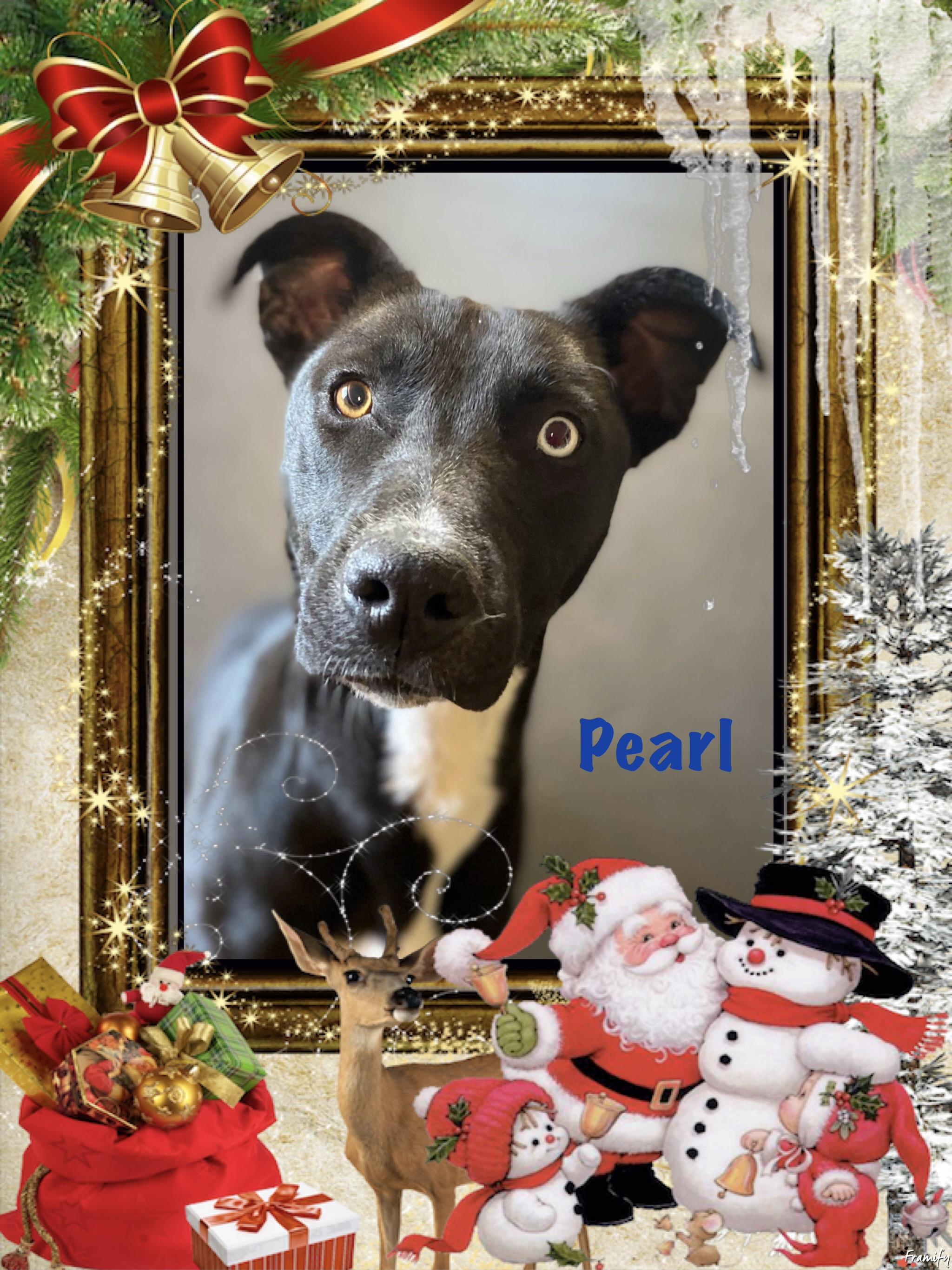 Enlarge Pearl, a Adoptable mixed breed in Maryville, TN image 2/6