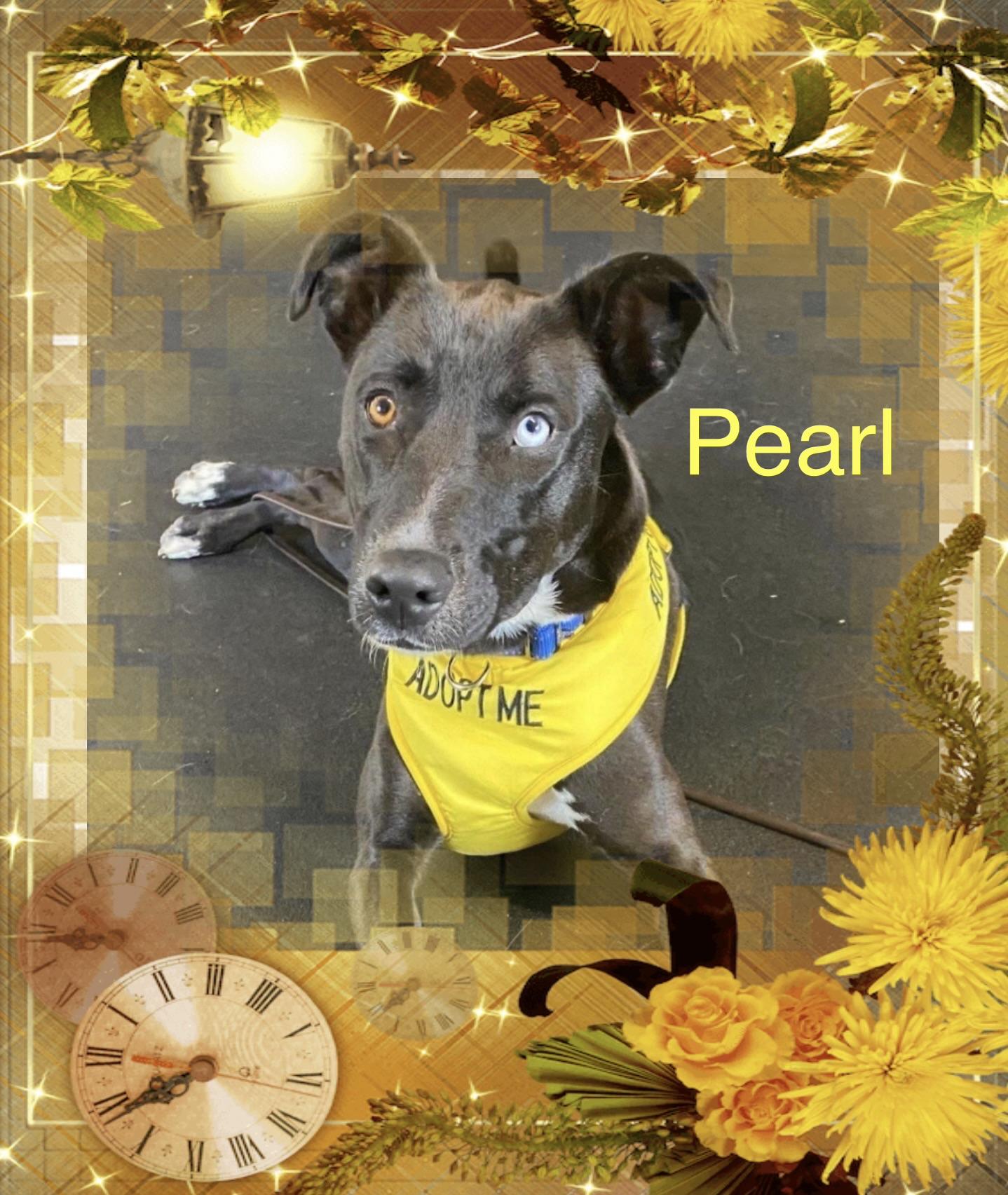 Enlarge Pearl, a Adoptable mixed breed in Maryville, TN image 1/6