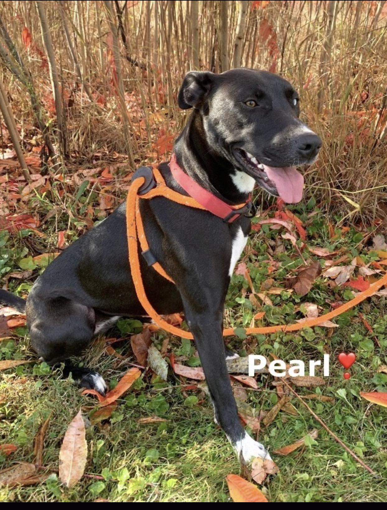 Enlarge Pearl, a Adoptable mixed breed in Maryville, TN image 2/6