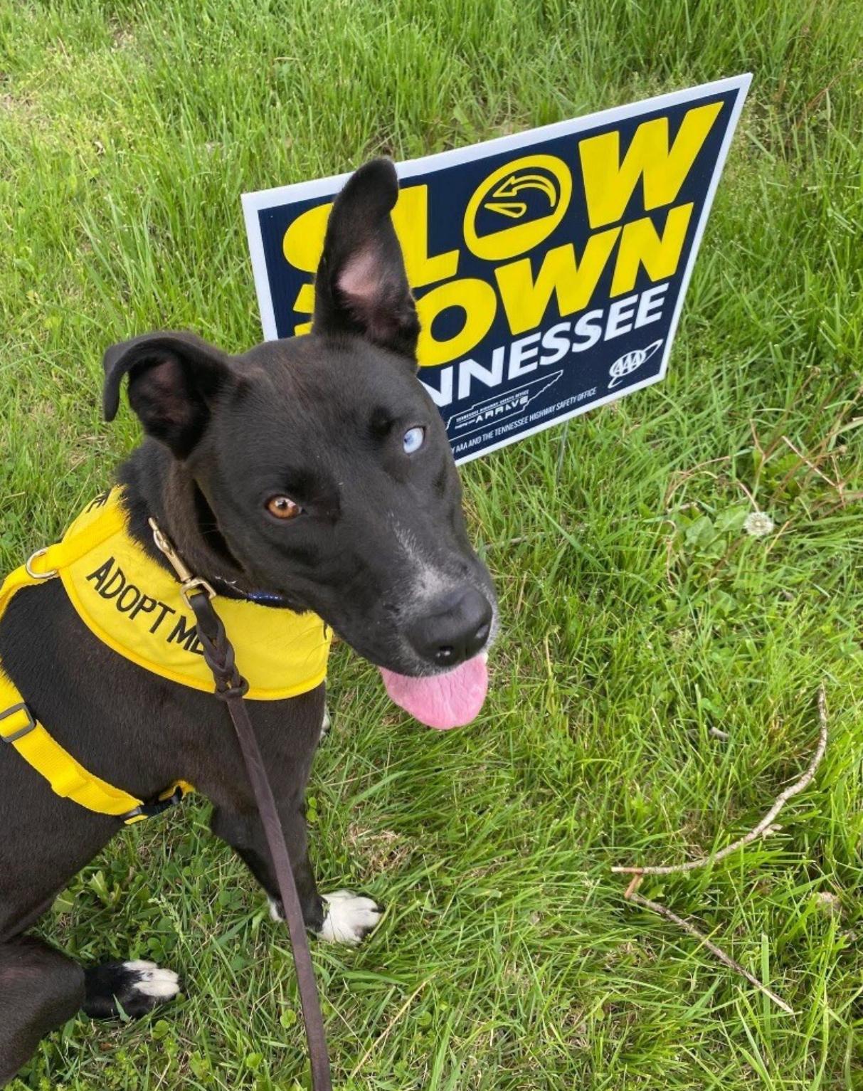 Pearl, a Adoptable mixed breed in Maryville, TN image 2/6