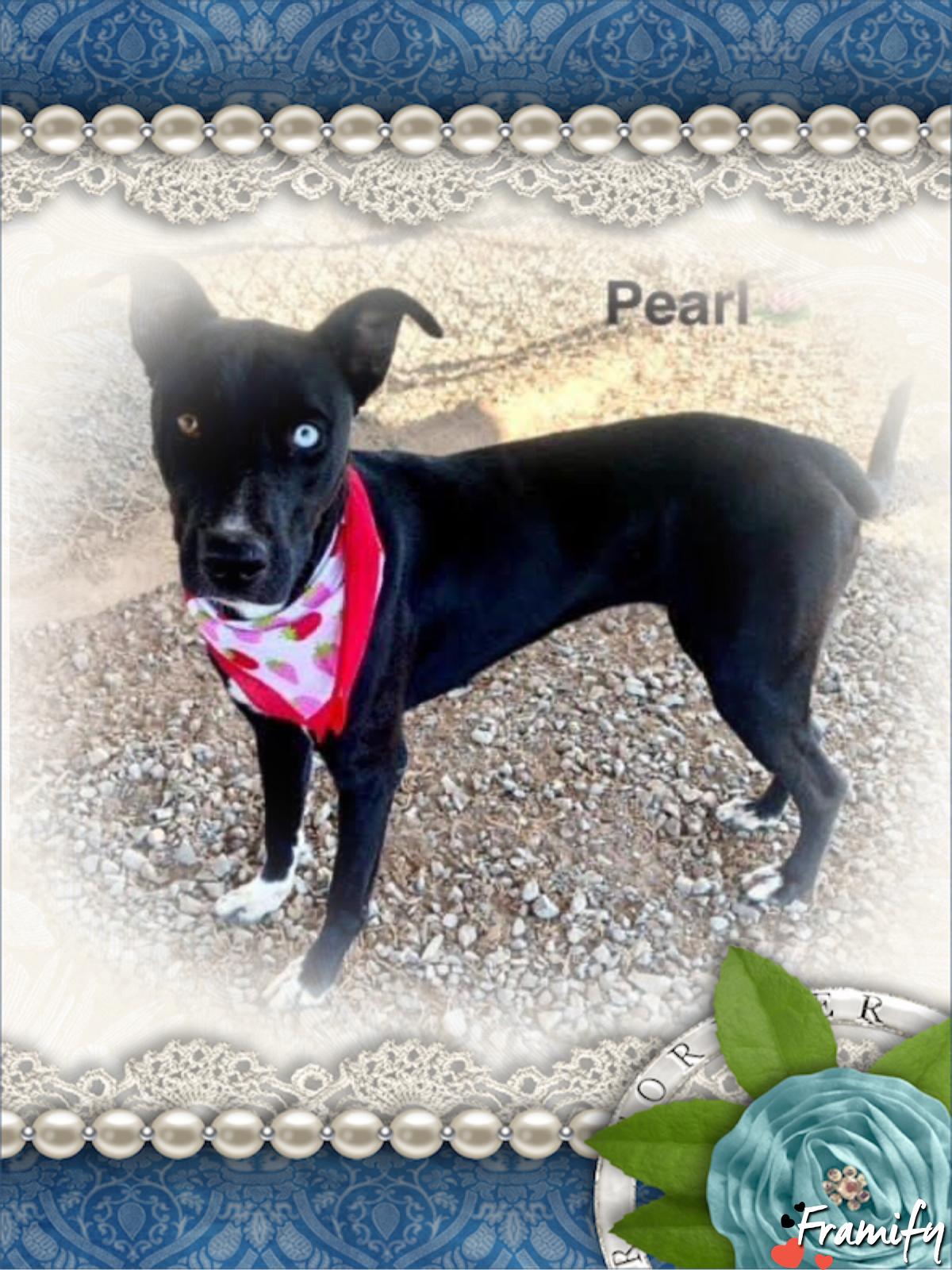 Pearl, a Adoptable mixed breed in Maryville, TN image 6/6