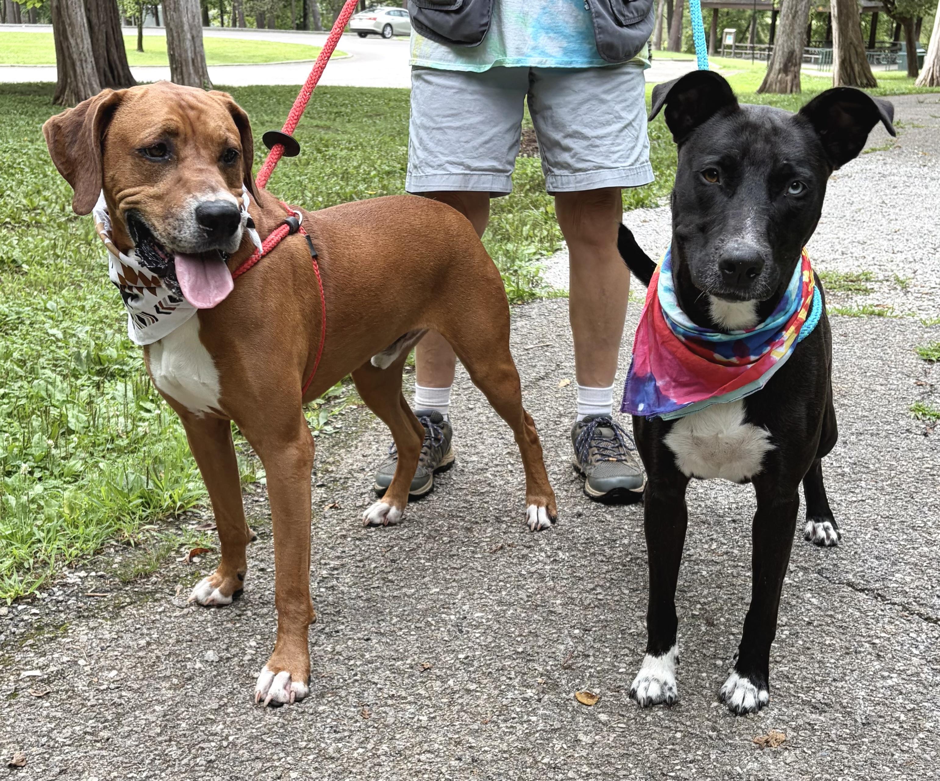 Pearl, Adoptable, Young Female Terrier & Border Collie.