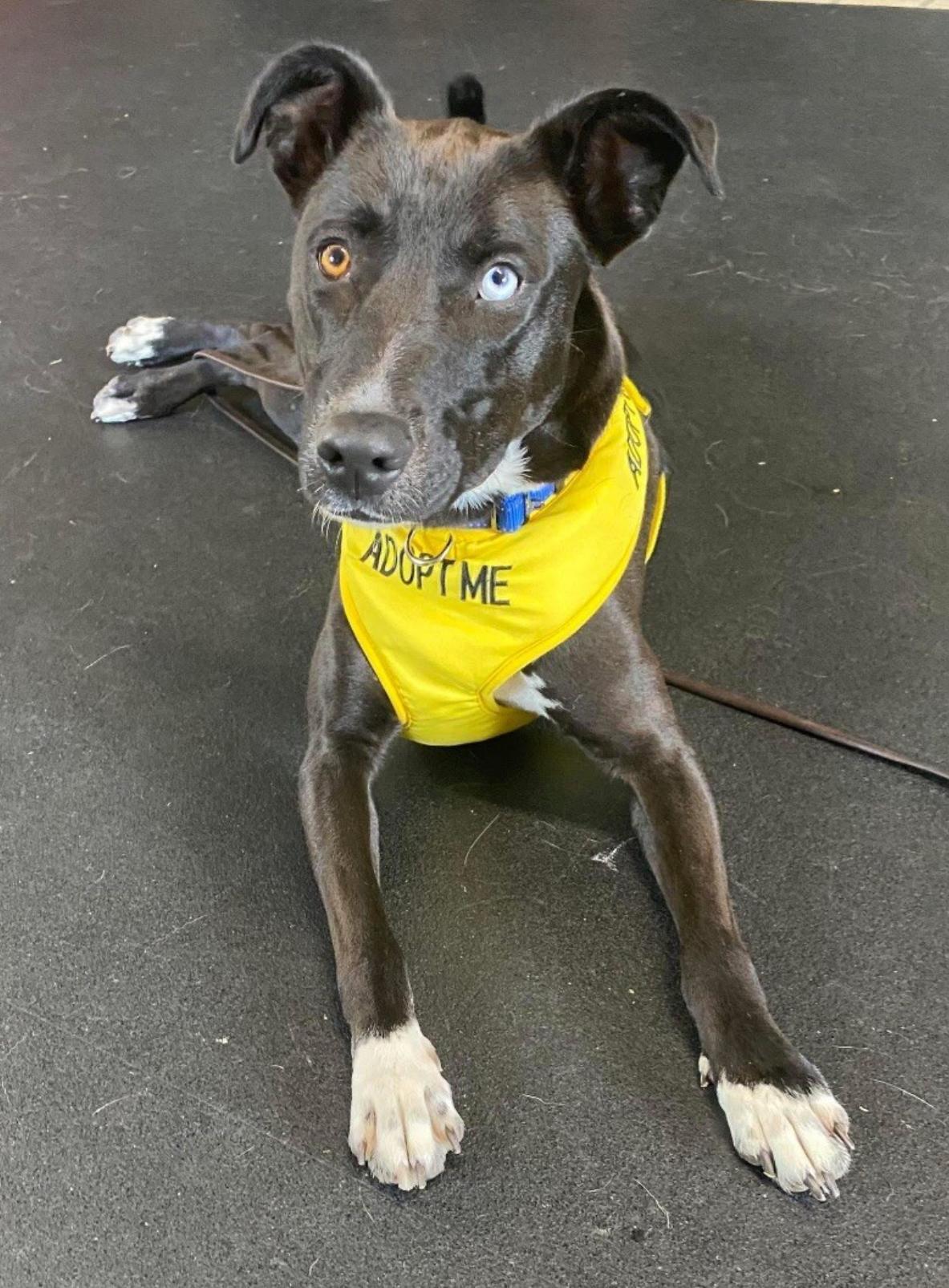 Pearl, Adoptable, Young Female Pit Bull Terrier & Great Pyrenees.