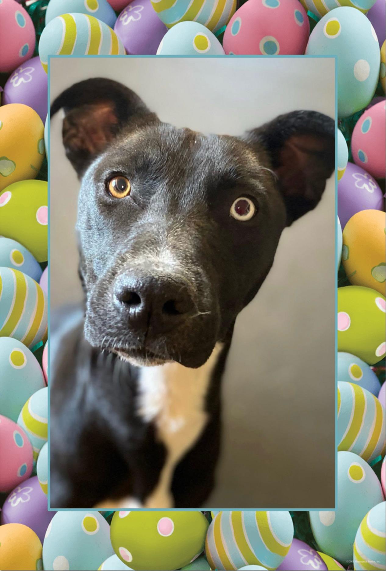 Enlarge Pearl, a Adoptable mixed breed in Maryville, TN image 3/6
