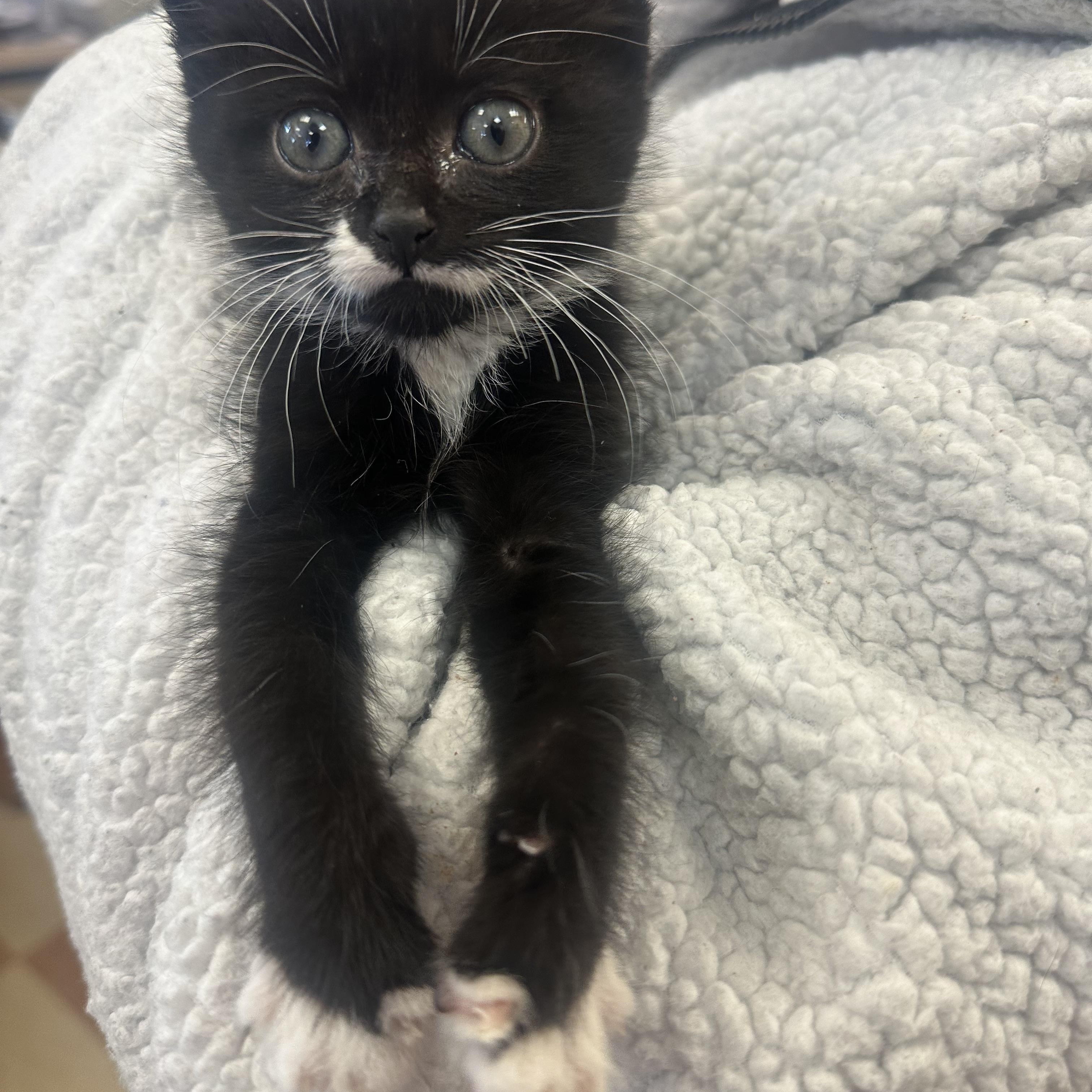 Penguin, Adoptable, Kitten Female American Shorthair.