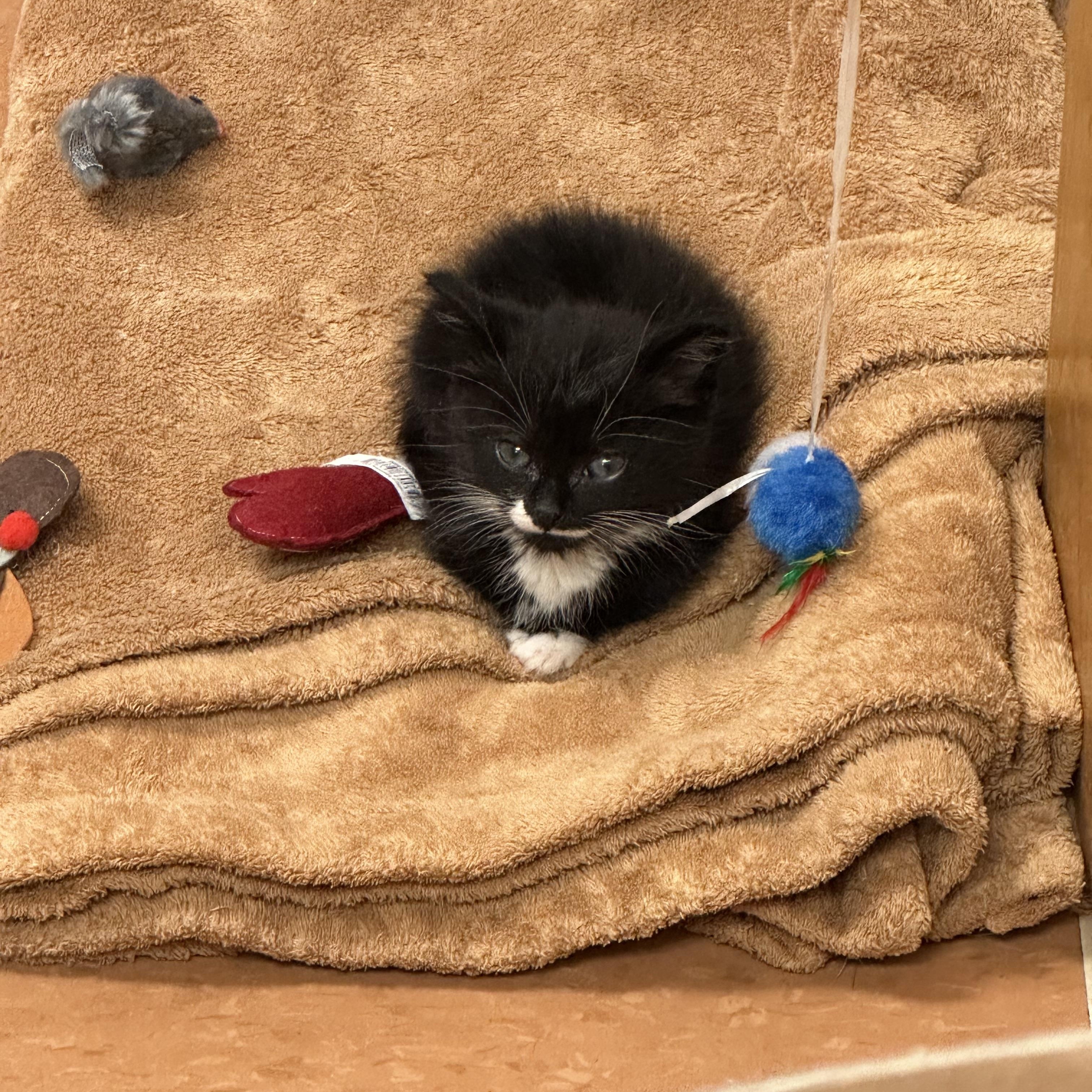 Penguin, a Adoptable mixed breed in Wadsworth, IL image 3/3