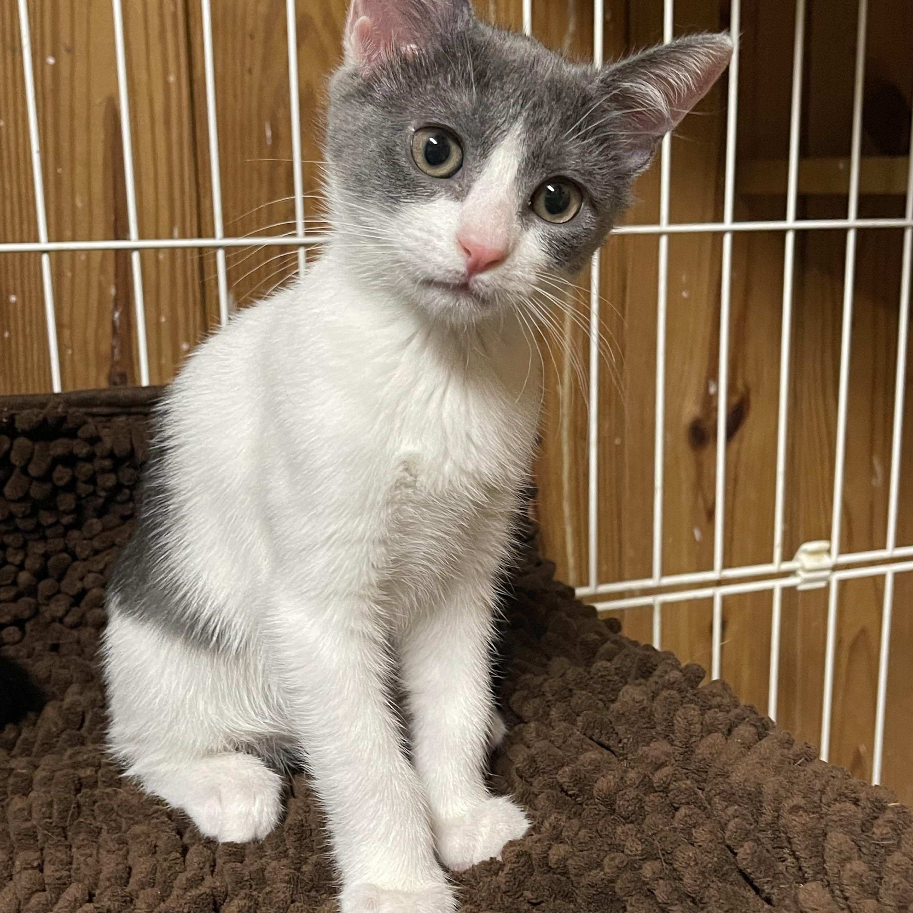 Moonlight, an adopted Domestic Short Hair in Warren, NJ image 2/4
