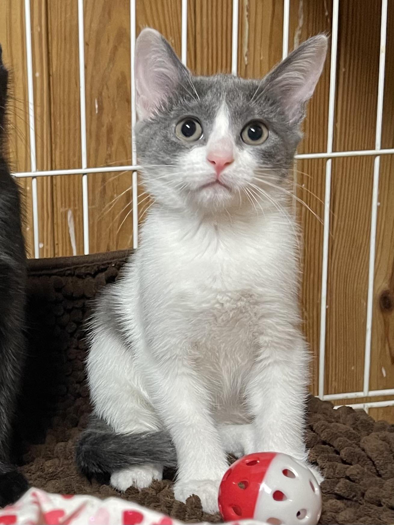 Moonlight, adopted, Kitten Female Domestic Short Hair.