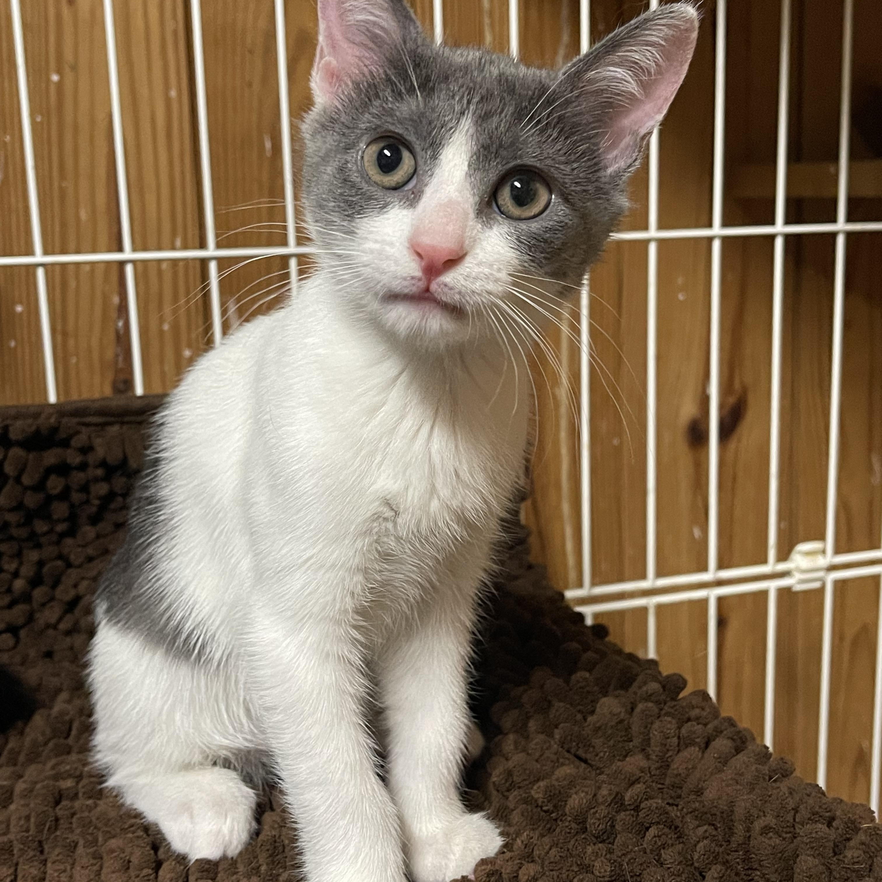 Moonlight, an adopted Domestic Short Hair in Warren, NJ image 3/4