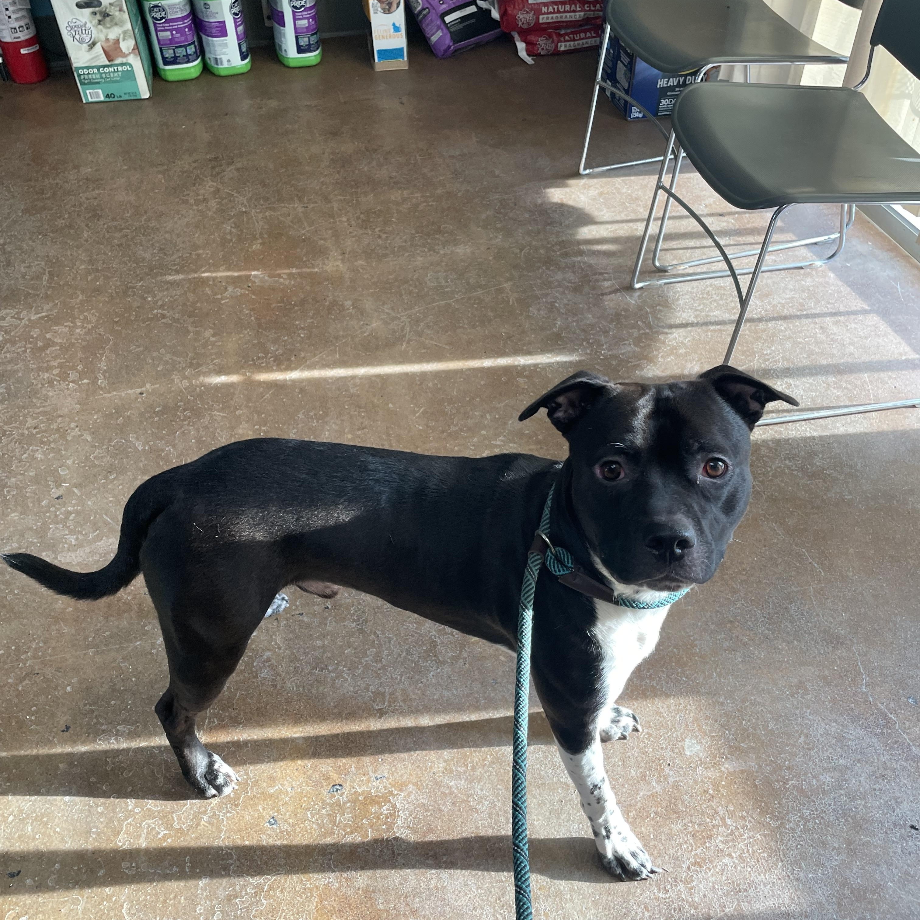 Enlarge Milly, a Adoptable mixed breed in Gladstone, MO image 1/1
