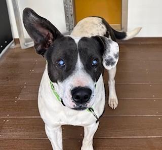 Johnny, ADOPTABLE, Adult Male American Staffordshire Terrier.