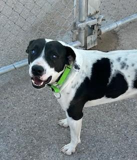 Enlarge Johnny, a ADOPTABLE mixed breed in Bernalillo, NM image 2/4