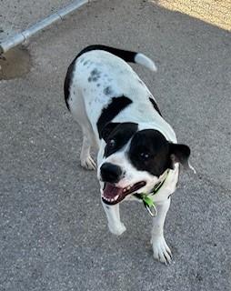Enlarge Johnny, a ADOPTABLE mixed breed in Bernalillo, NM image 3/4