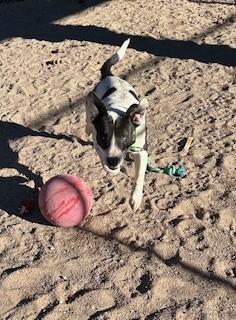 Enlarge Johnny, a ADOPTABLE mixed breed in Bernalillo, NM image 4/4