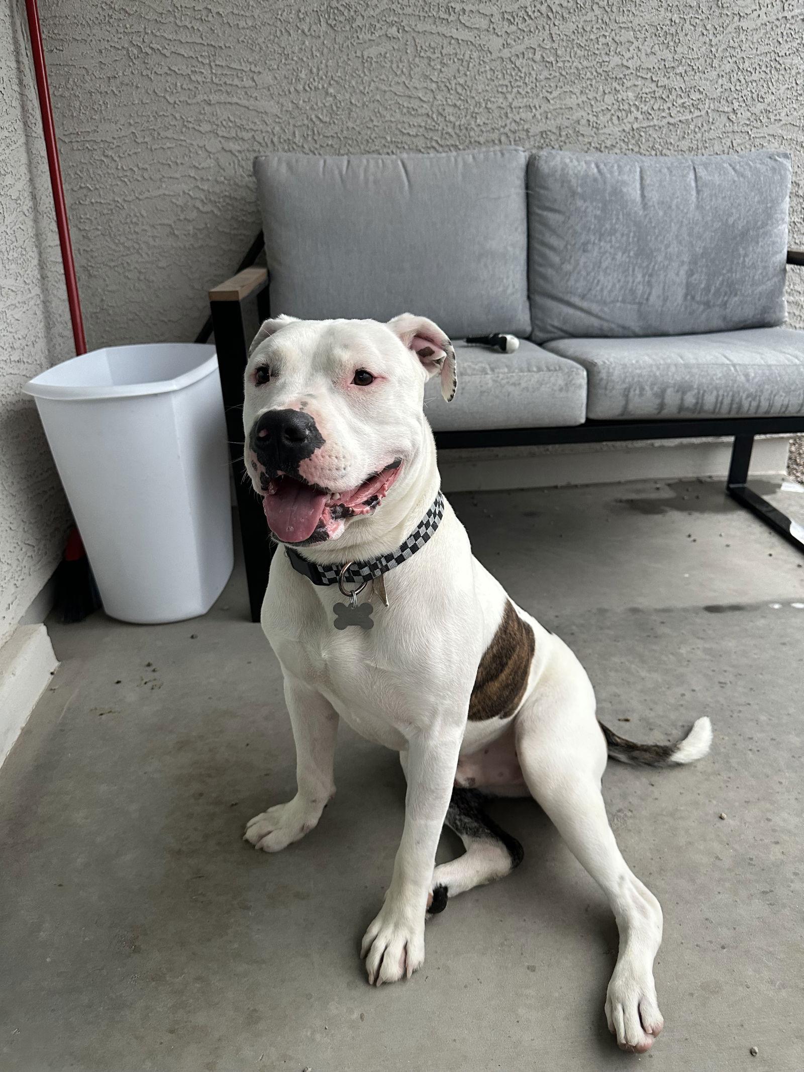 HANK #8, Adopted, Young Male Staffordshire Bull Terrier & American Bulldog.