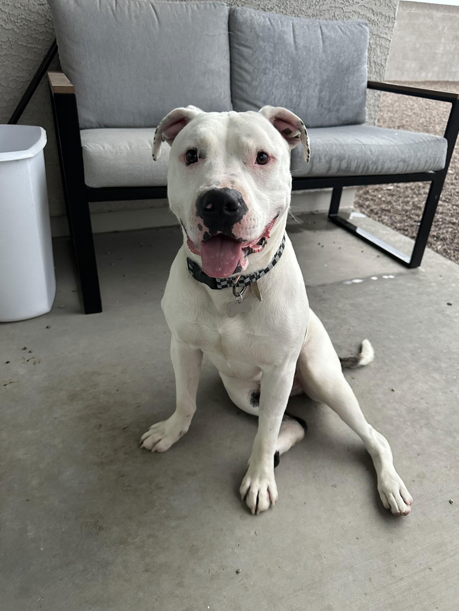 HANK #8, a Adopted mixed breed in Chandler, AZ image 2/3