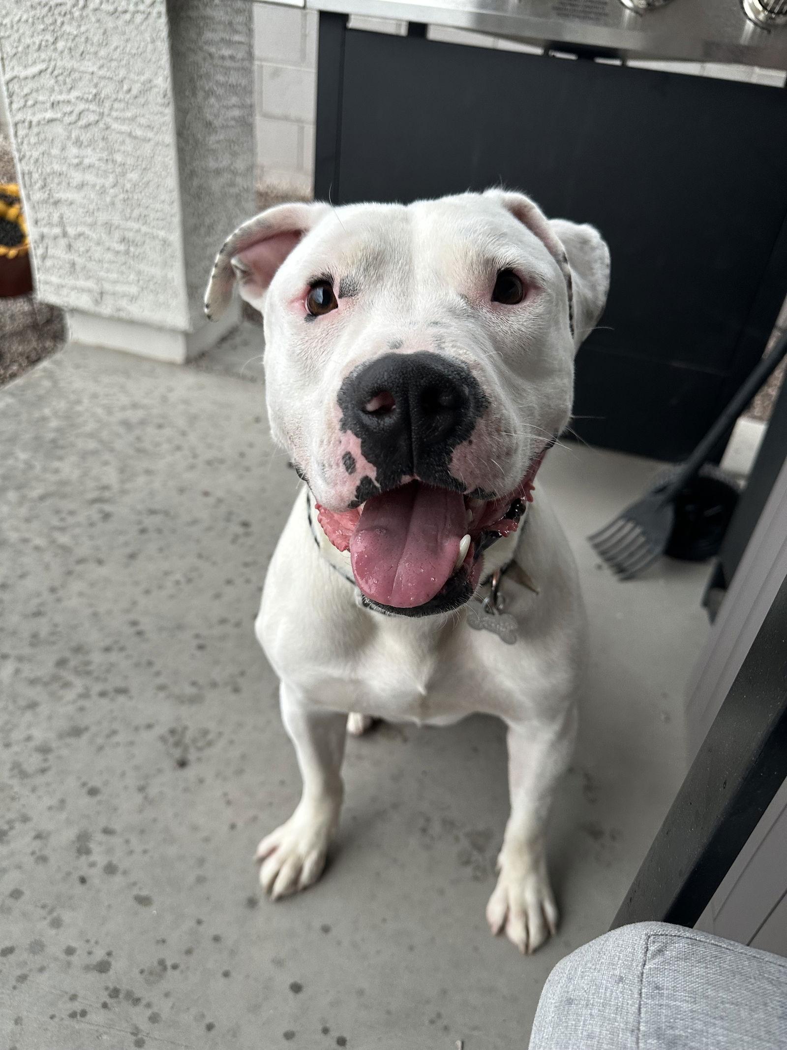 HANK #8, a Adopted mixed breed in Chandler, AZ image 3/3