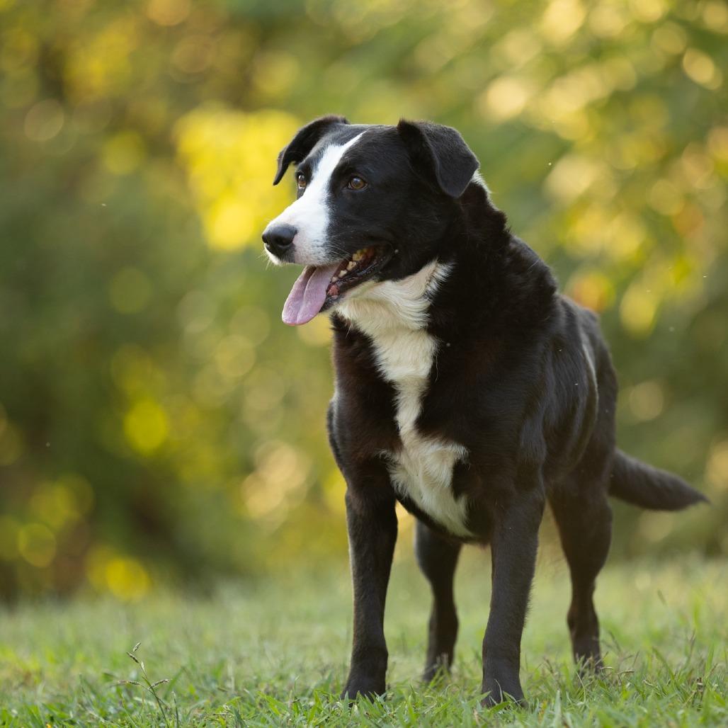 Boozer, a Adoptable mixed breed in Rossville, GA image 1/6