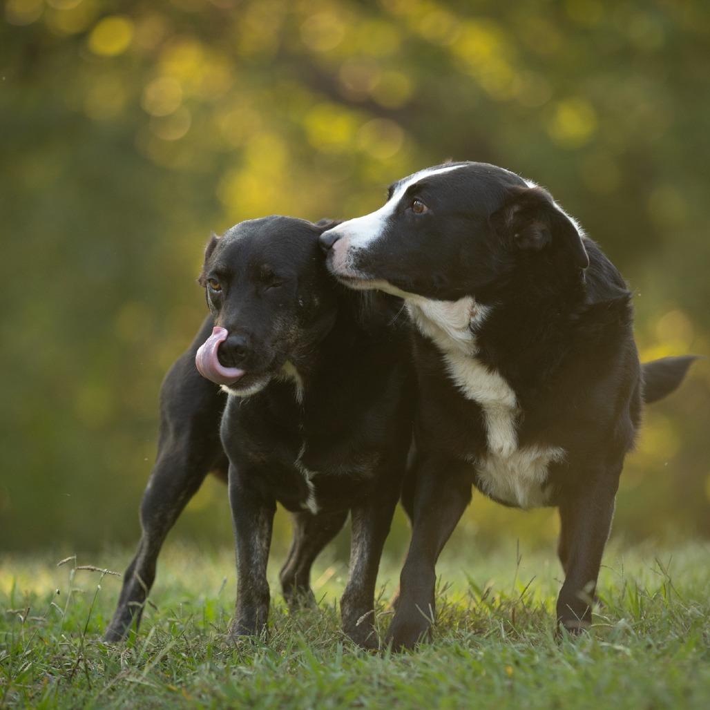 Boozer, a Adoptable mixed breed in Rossville, GA image 2/6