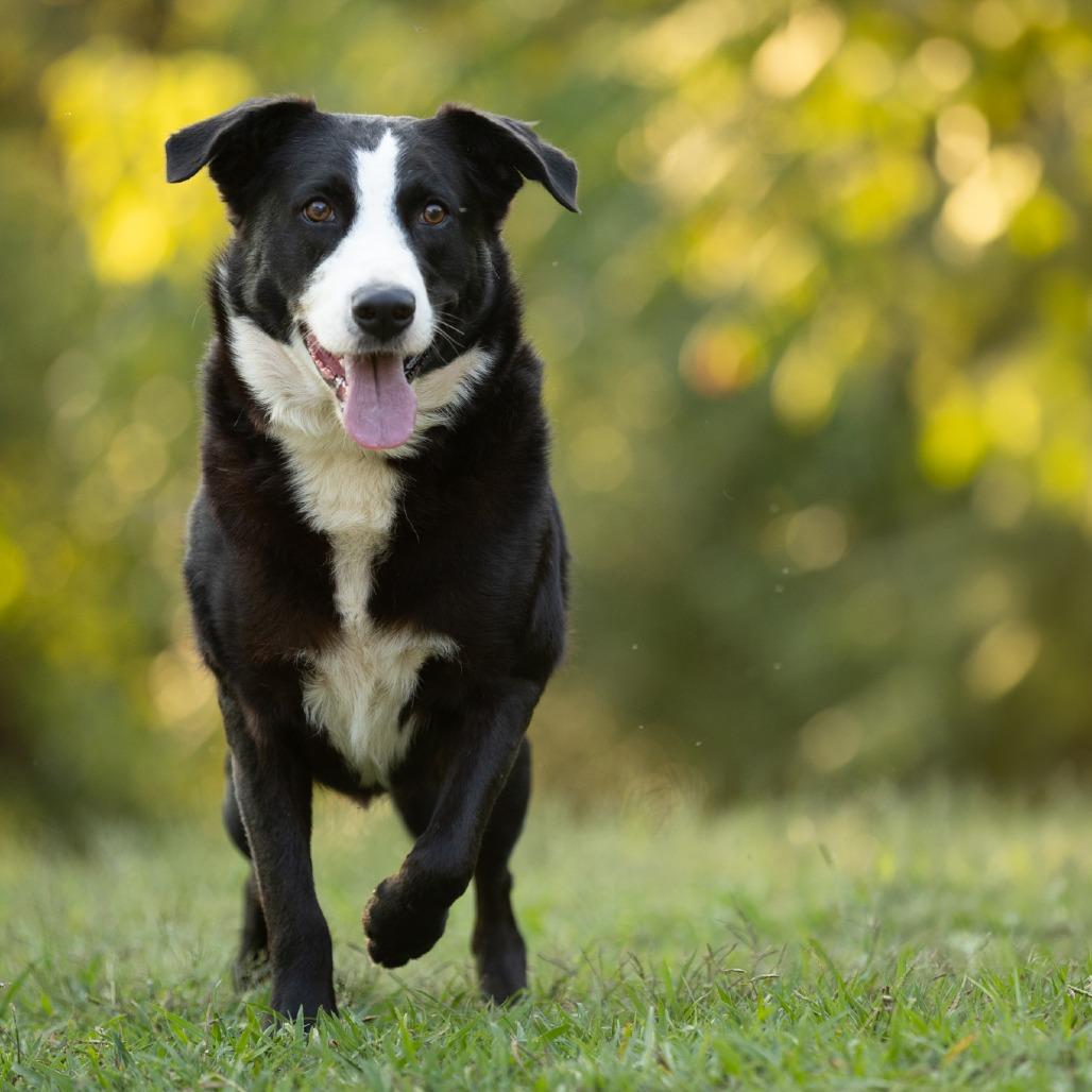 Boozer, a Adoptable mixed breed in Rossville, GA image 5/6