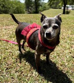 Cupcake, Adoptable, Senior Female Chihuahua.