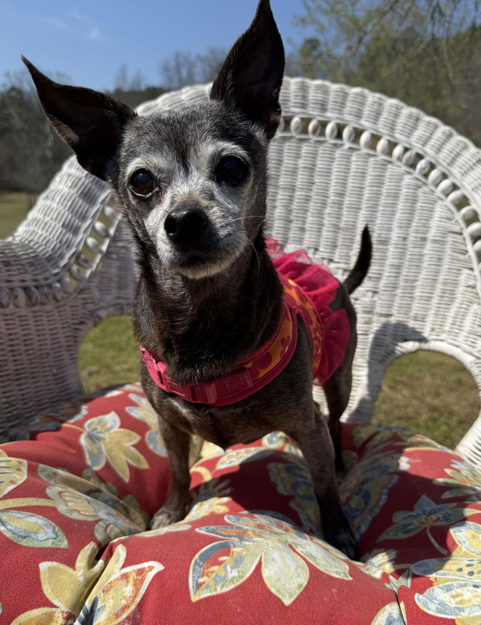 Enlarge Cupcake, a Adoptable Chihuahua in Attalla, AL image 3/3