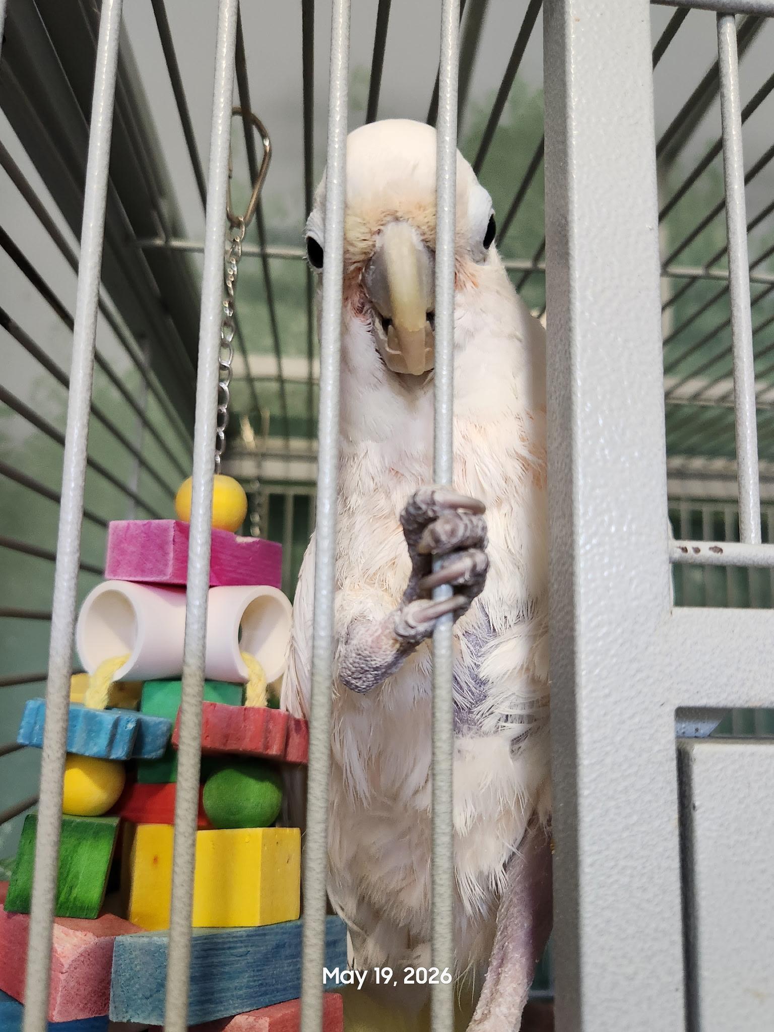 Holden, Adoptable, Adult Male Cockatoo.