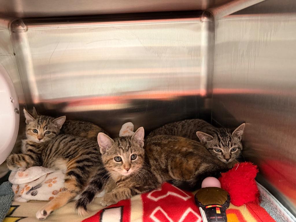 Thumbprint, Adoptable, Kitten Male Domestic Short Hair.