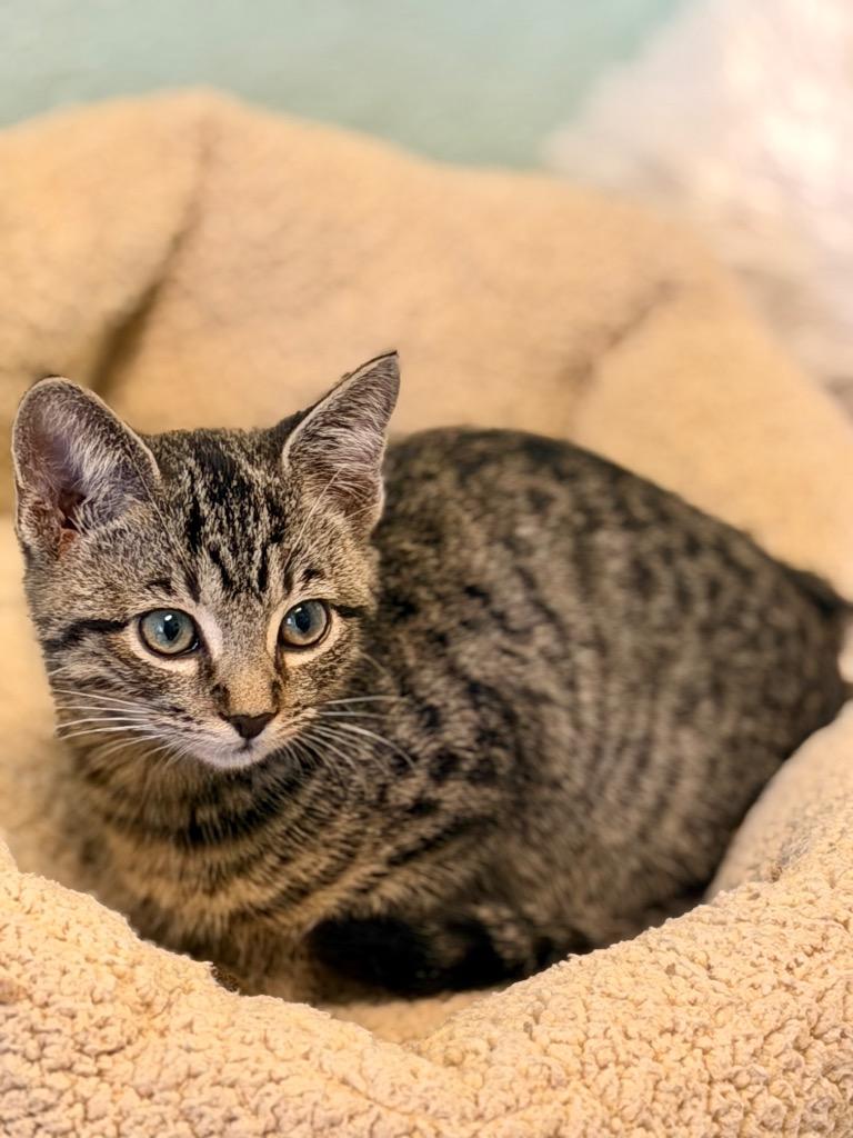 Thumbprint, Adoptable, Kitten Male Domestic Short Hair.