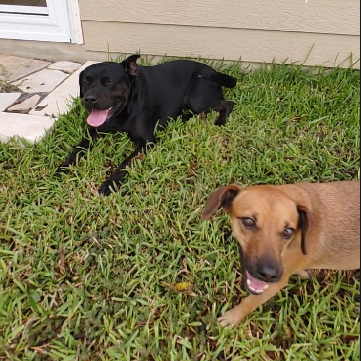 Enlarge Petunia, a Adoptable mixed breed in Georgetown, TX image 3/6