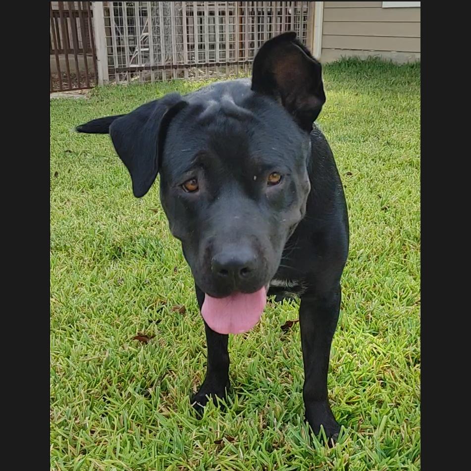 Enlarge Petunia, a Adoptable mixed breed in Georgetown, TX image 2/6