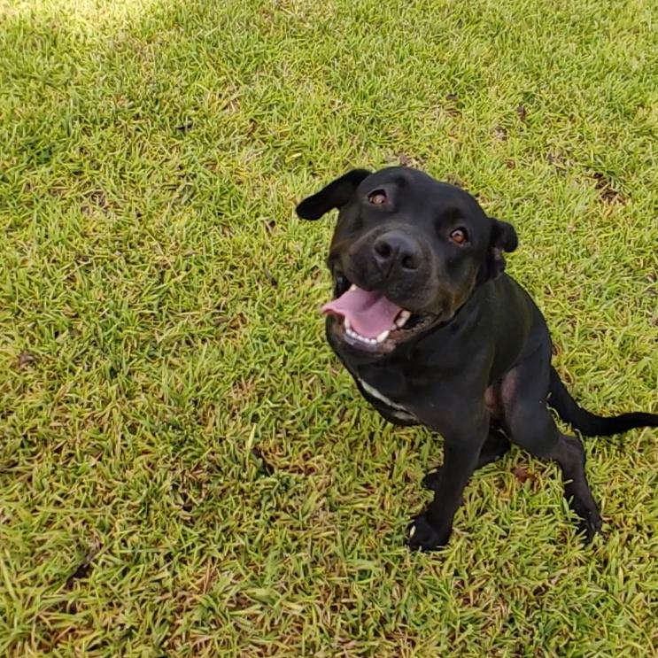 Enlarge Petunia, a Adoptable mixed breed in Georgetown, TX image 5/6