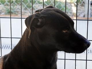 Shadow, an adoptable Black Labrador Retriever, Pit Bull Terrier in Anaconda, MT, 59711 | Photo Image 1