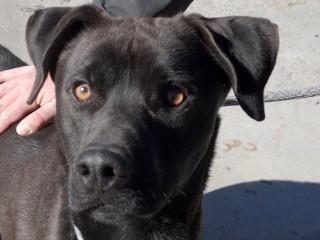 Enlarge Shadow, a Adoptable mixed breed in Anaconda, MT image 3/6